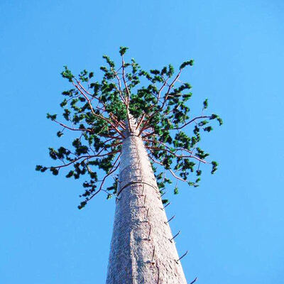 Bionic Tree Single-pole Camouflage Tower Hot-dip Galvanized Steel Pipe Telecom Signal Transmission Customized Height 50 Years