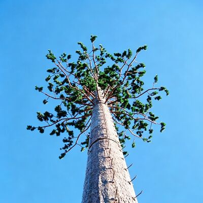 Hot dip galvanized Bionic Tree Tower with lifespans exceeding 30 years providing communication infrastructure with natural tree appearance